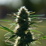 Exploring the World of CBD Flower: Everything You Need to Know