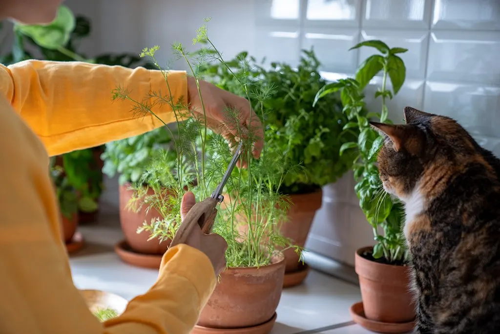 Mistakes to Avoid When Identifying Safe Plants for Cats