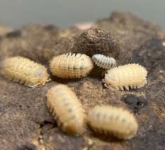 Isopods as a Unique and Educational Pet for Kids